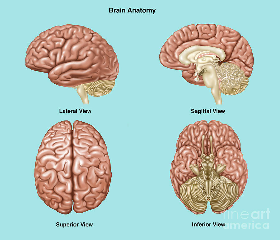 Brain Anatomy, Illustration #1 Photograph by Gwen Shockey