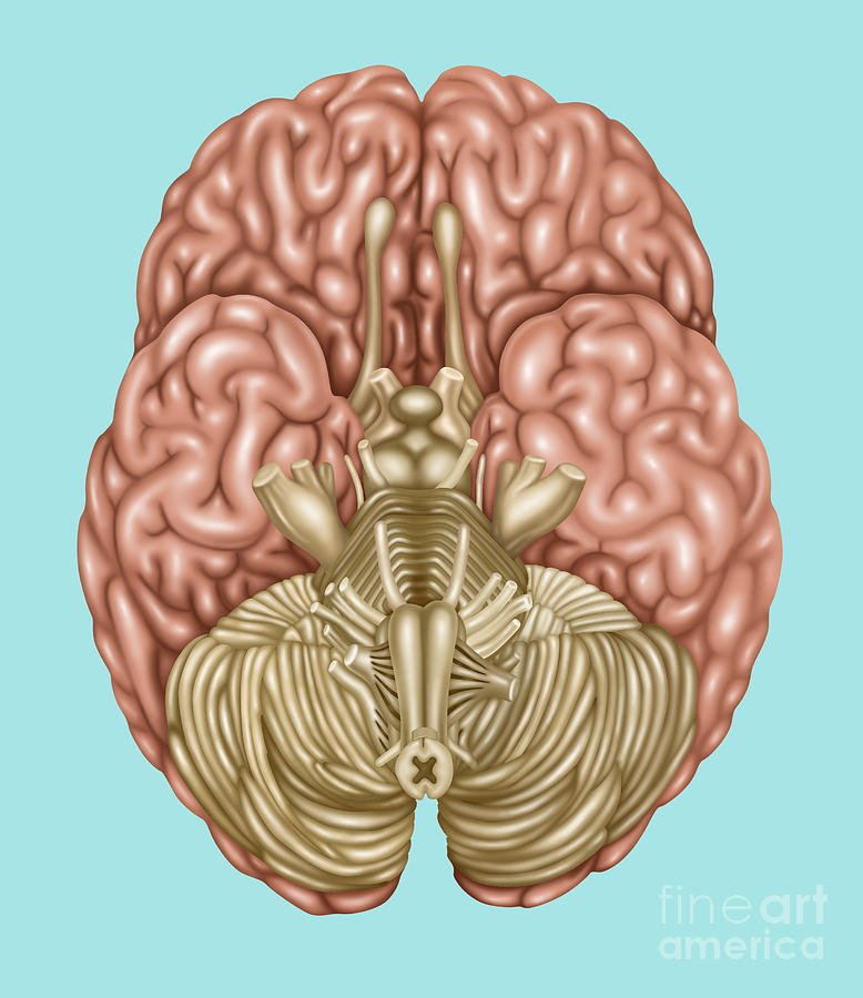 Brain Anatomy Inferior View