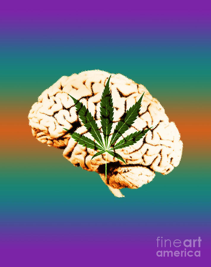 Brain And Marijuana, Illustration #1 Photograph by Mary Martin