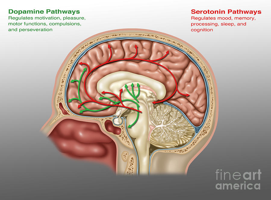Brain Pathways Of Dopamine And Serotonin #1 Photograph by Gwen Shockey