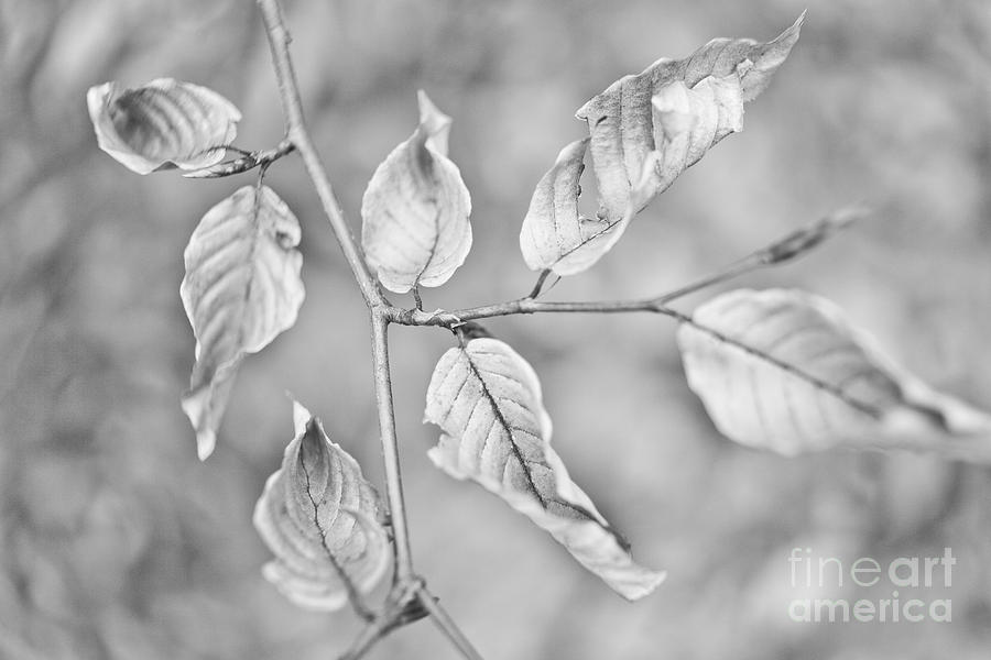 Nature Photograph - Branch #1 by Gabriela Insuratelu