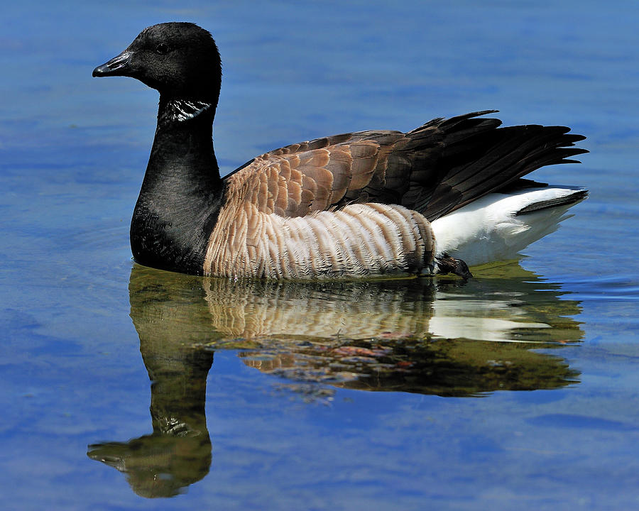 Brant #1 Photograph by Tony Beck