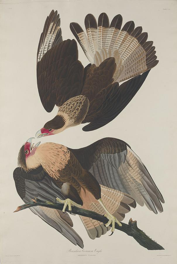 John James Audubon Drawing - Brasilian Caracara Eagle #1 by Dreyer Wildlife Print Collections 