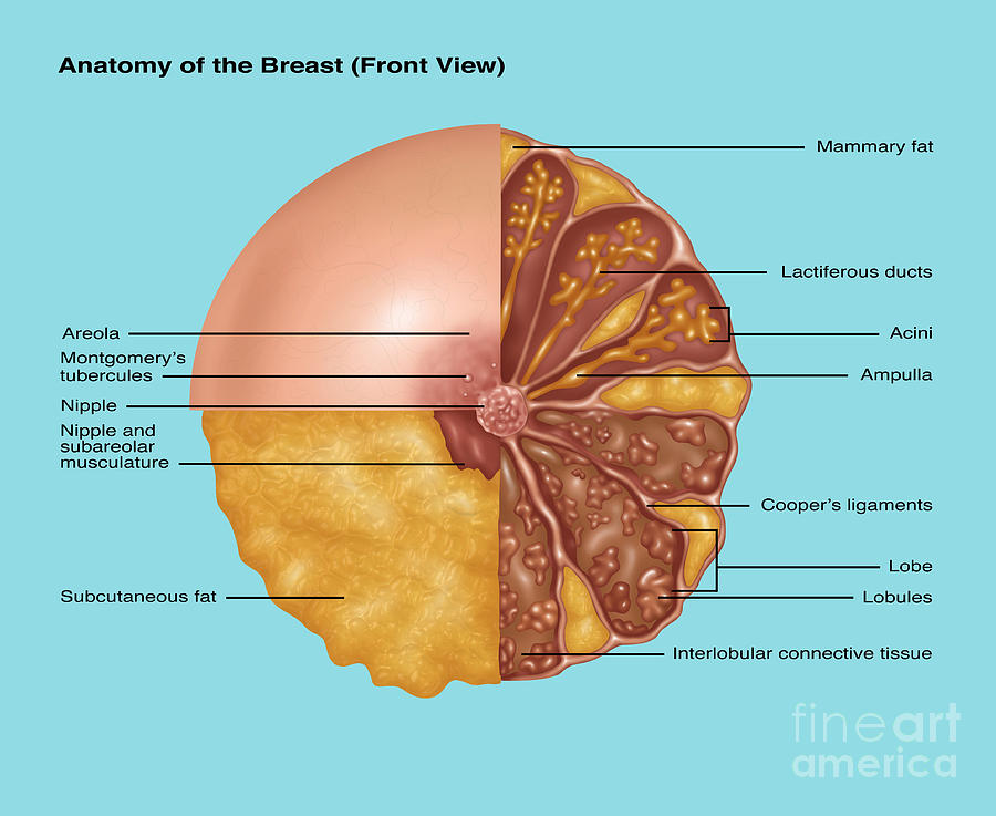 https://images.fineartamerica.com/images/artworkimages/mediumlarge/1/1-breast-anatomy-illustration-gwen-shockey.jpg