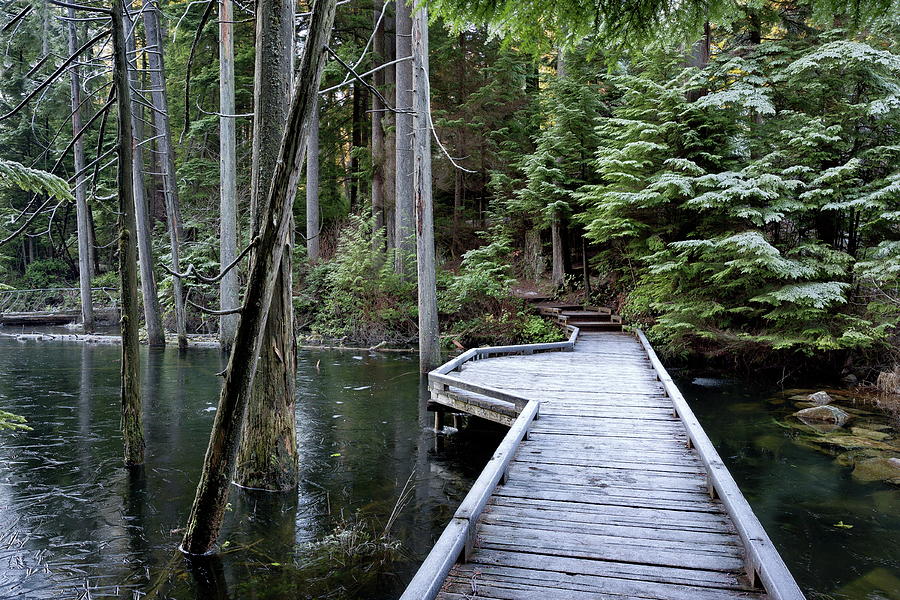 Bridge over the forest stream Photograph by Alex Lyubar