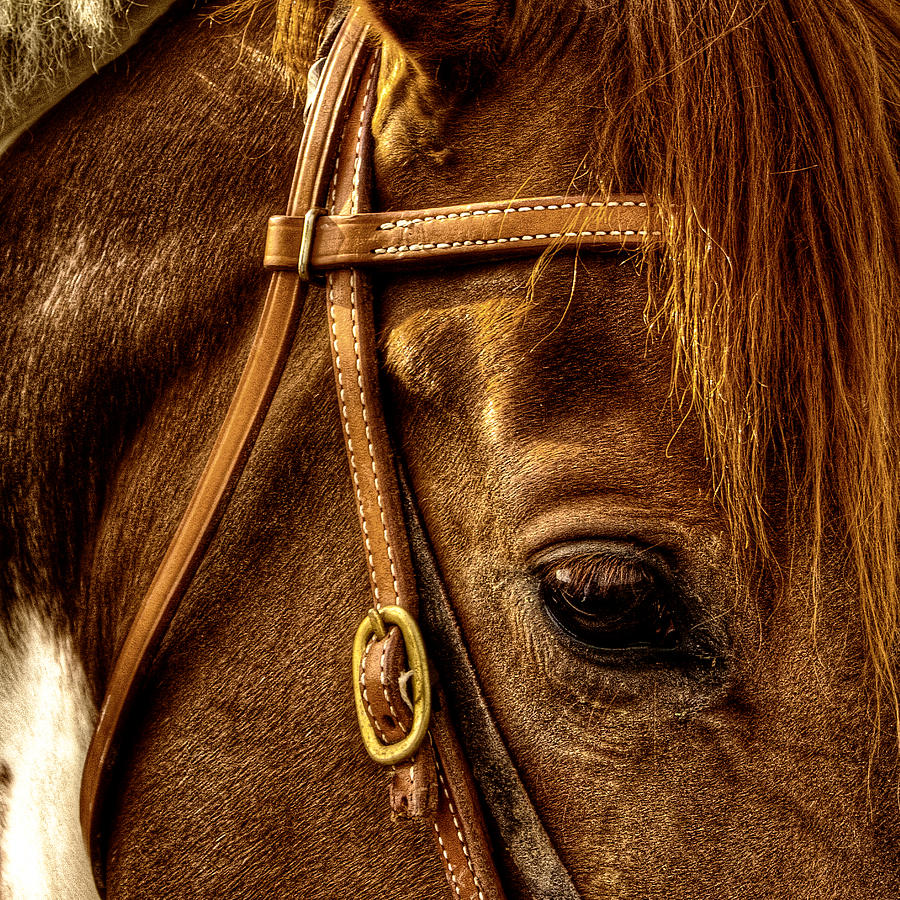 Horse Photograph - Bridled #1 by David Patterson