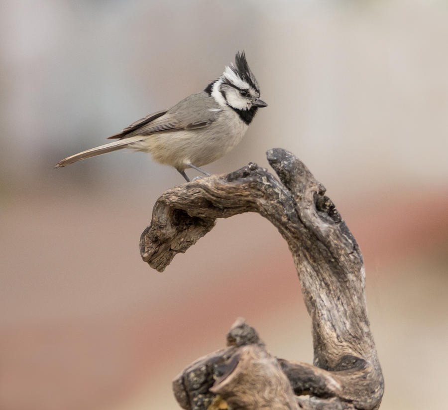 Bridled Titmouse #3 Photograph by Tam Ryan