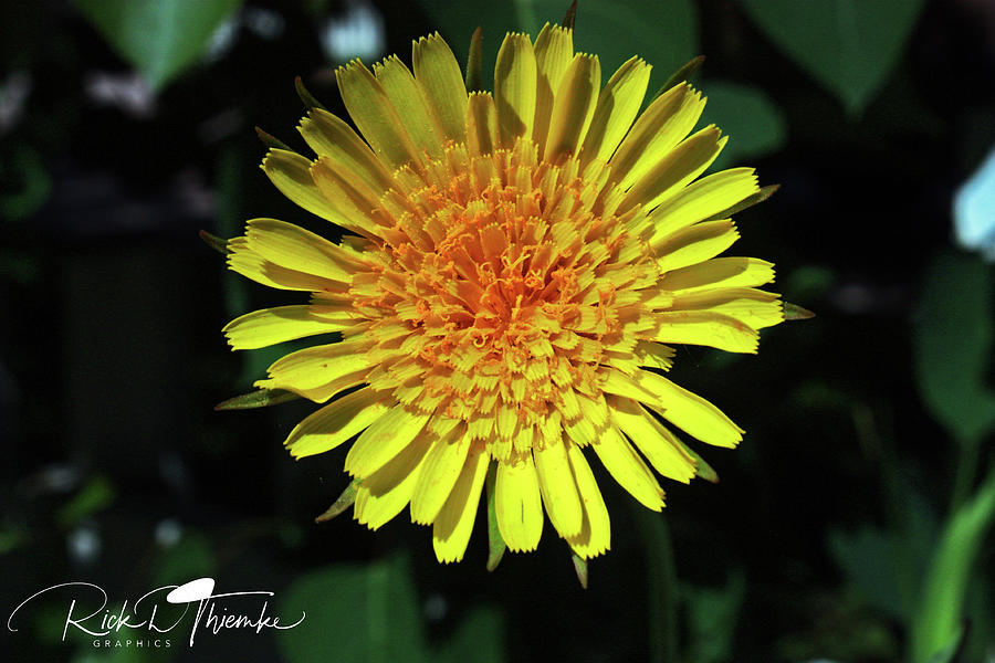 Flowers Still Life Photograph - Bright Eye #1 by Rick Thiemke