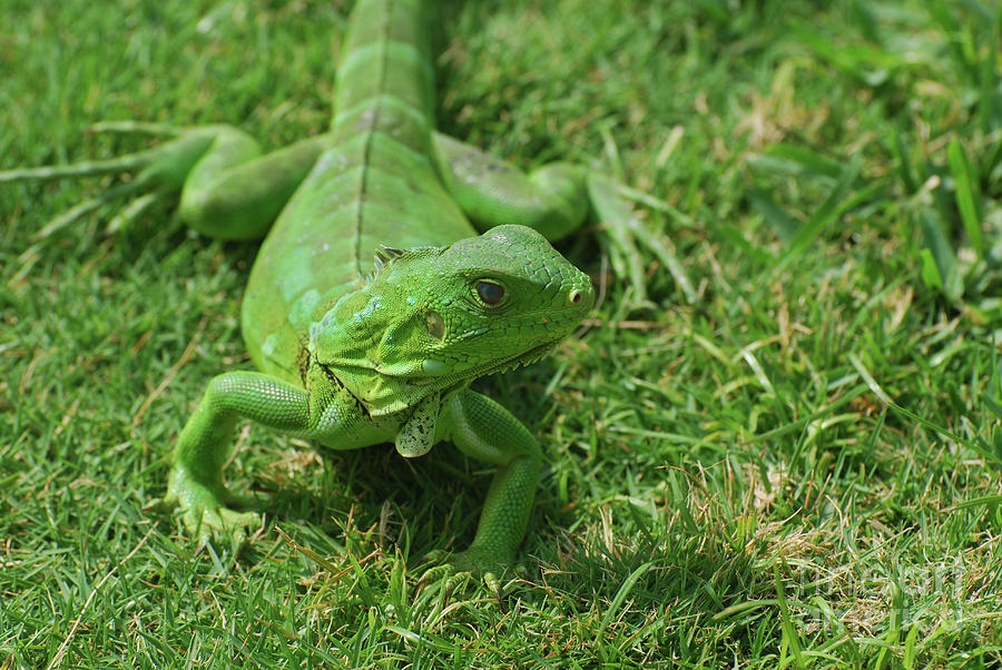 Bright Green Iguana in Grass #1 Photograph by DejaVu Designs