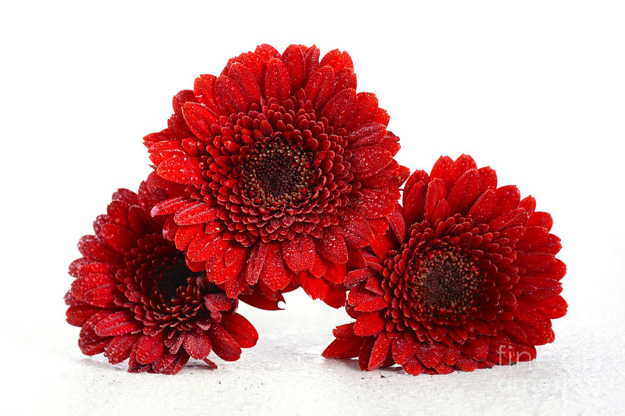 Bright red gerbera daisy flowers #1 Photograph by Milleflore Images