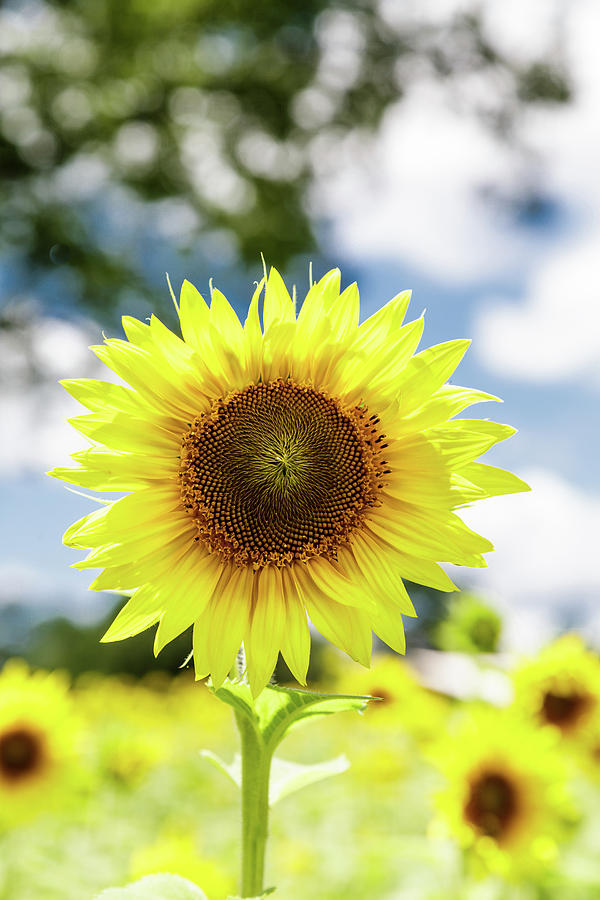 Bright Sunflower #1 Photograph by Darryl Brooks