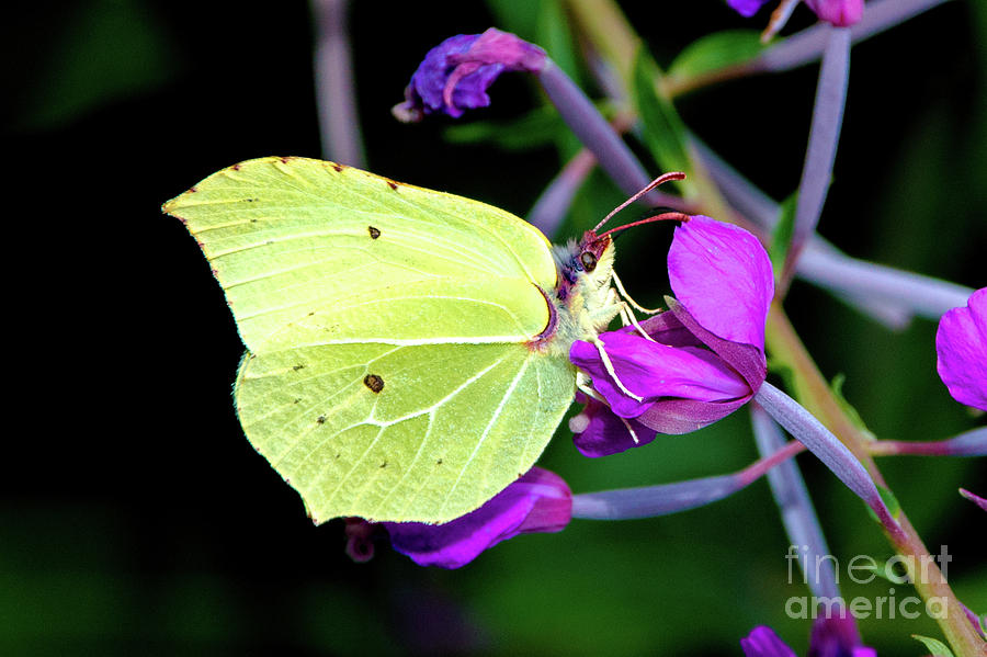 Brimstone butterfly #1 Photograph by Amanda Mohler