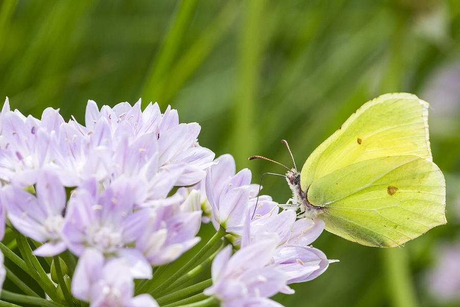 Brimstone butterfly #1 Photograph by Chris Smith