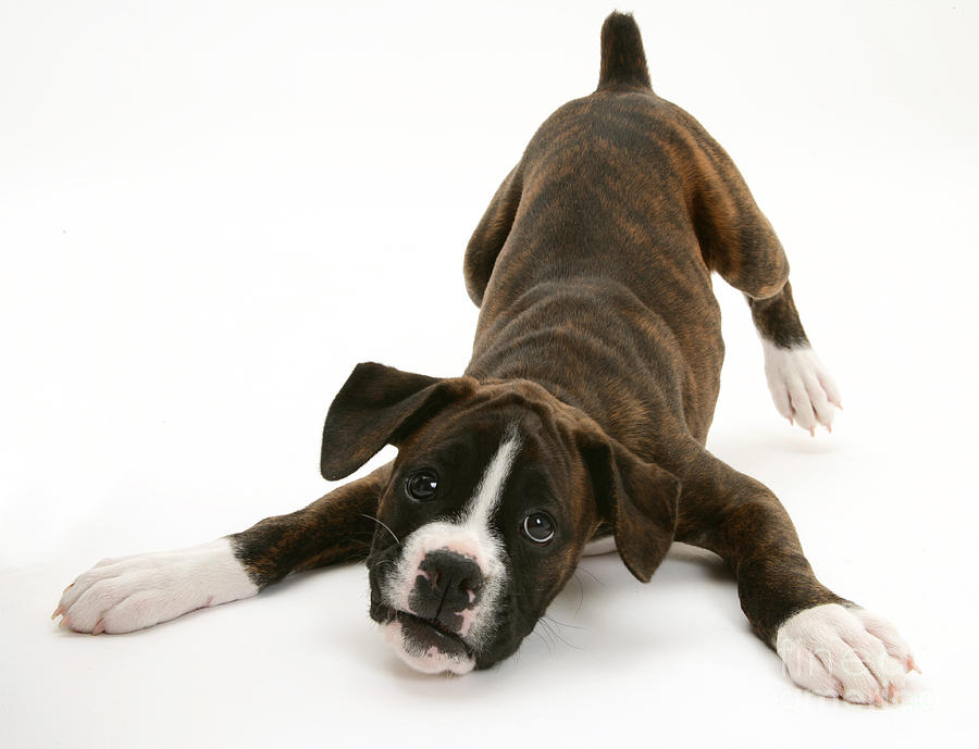 Brindle Boxer Pup #1 Photograph by Jane Burton