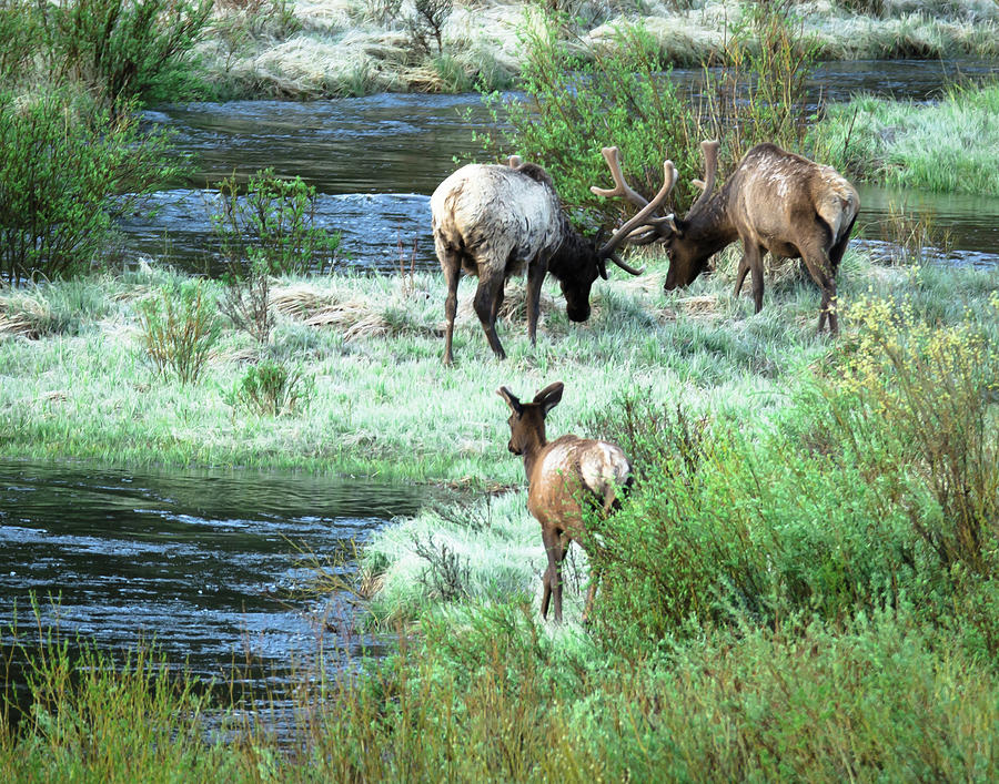 Bringing Up The Rear Photograph by Steve Marler - Fine Art America