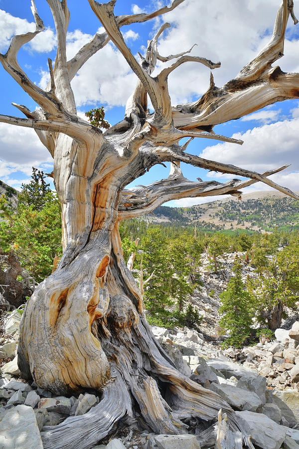 Bristlecone Loop Trail #1 Photograph by Ray Mathis