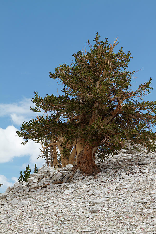 Bristlecone Pine 5 Photograph by Duncan Selby