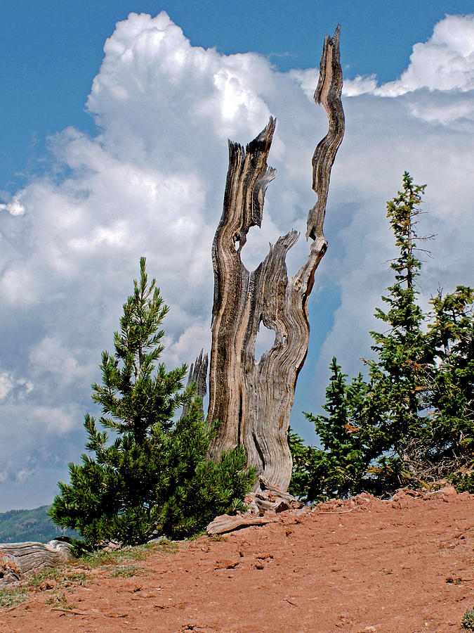 Bristlecone Pine on Ramparts Trail in Cedar Breaks National Monument ...