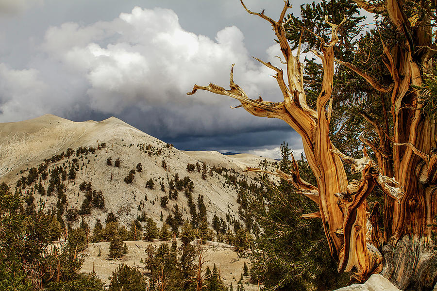 Bristlecone Pine tree 7 Photograph by Duncan Selby