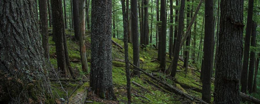 British Columbia Forest #1 Photograph by Ryan Heffron
