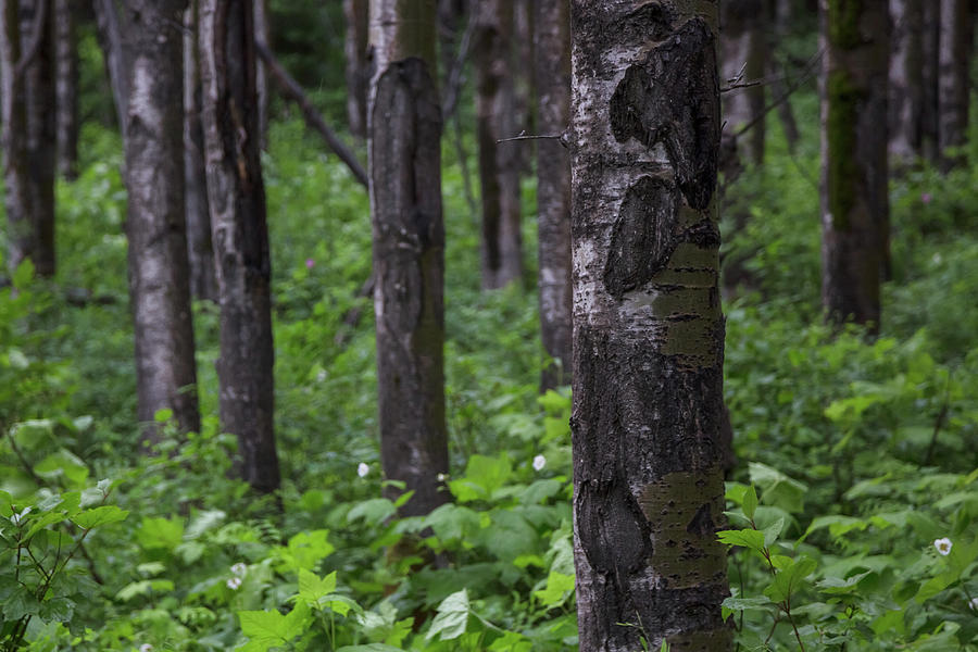 British Columbia Forests #1 Photograph by Ryan Heffron