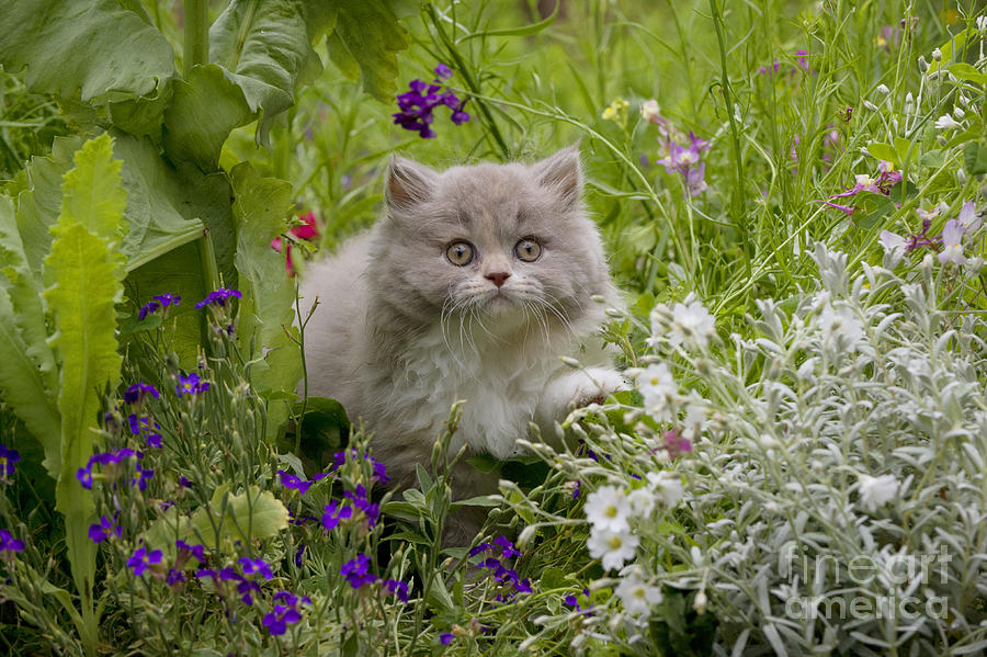 British Longhair Cat #1 Photograph by John Daniels