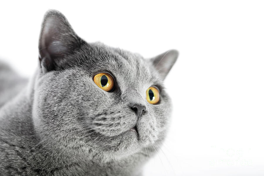British Shorthair cat isolated on white. Face portrait #1 Photograph by Michal Bednarek