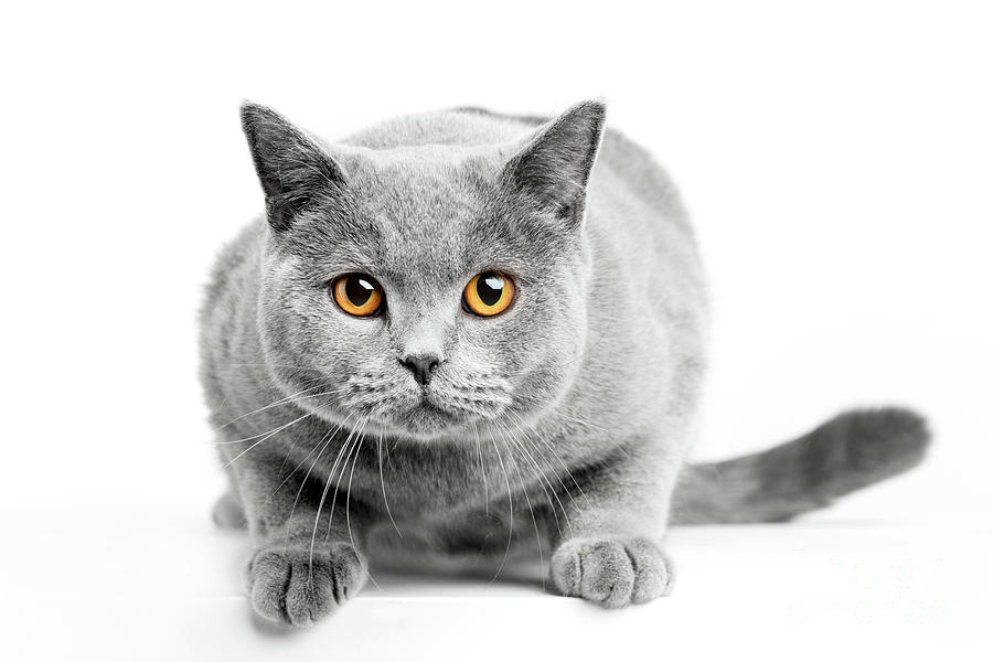 British Shorthair cat isolated on white. Hunting #1 Photograph by Michal Bednarek
