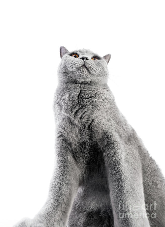 British Shorthair cat isolated on white. Sitting confident #1 Photograph by Michal Bednarek