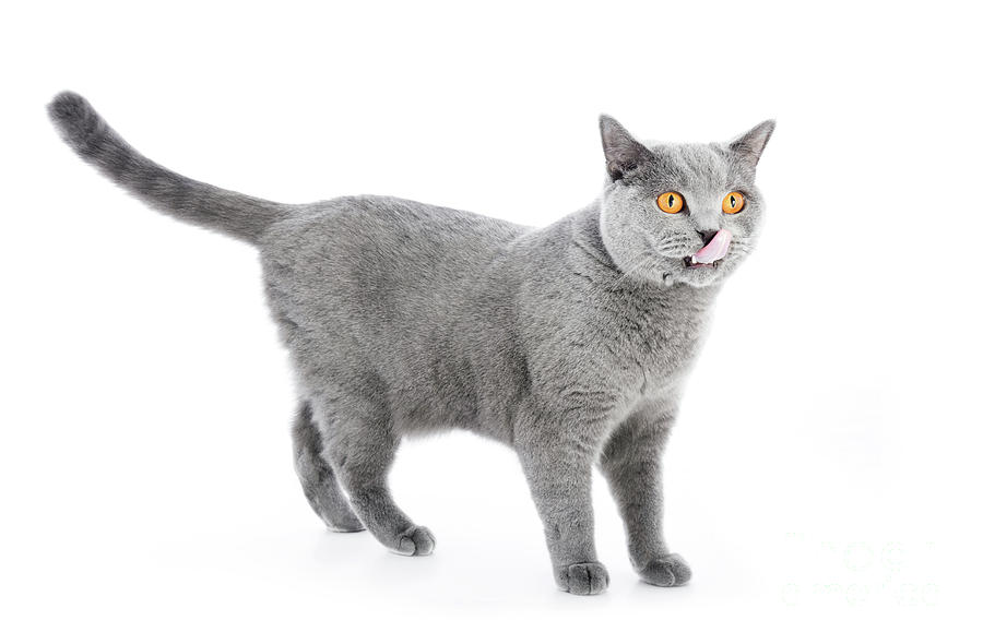 British Shorthair Cat Isolated On White Standing Photograph By