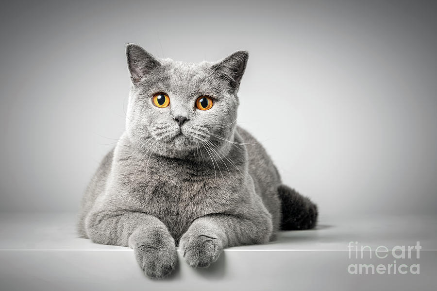 British Shorthair cat lying on white table #1 Photograph by Michal Bednarek
