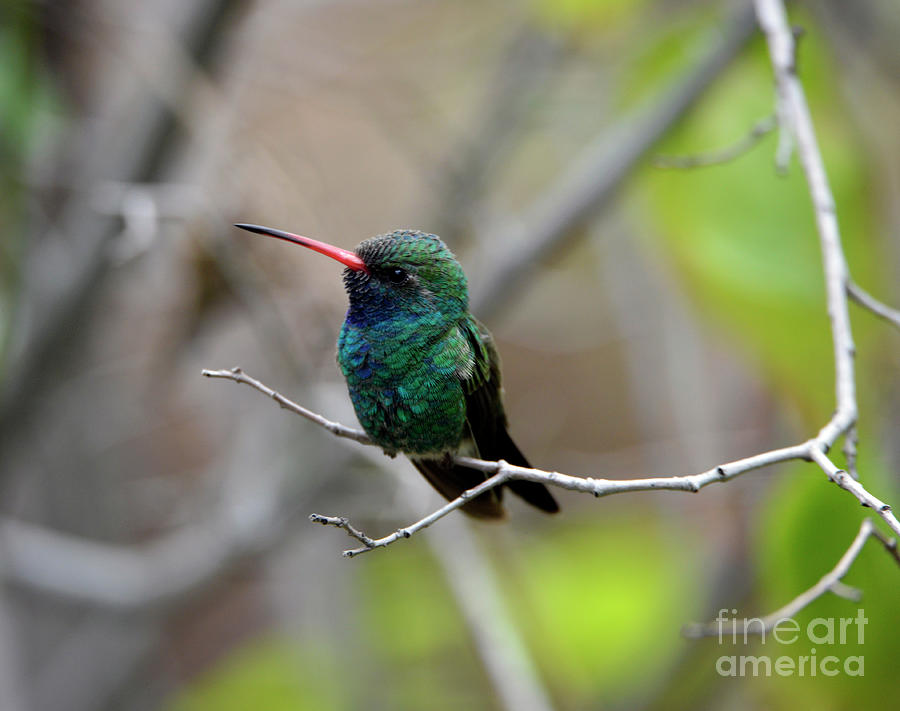 Broad-billed Hummingbird #2 Photograph by Denise Bruchman