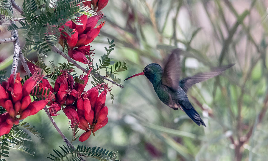 Hummingbird Photograph - Broad-billed Hummingbird #1 by Tam Ryan