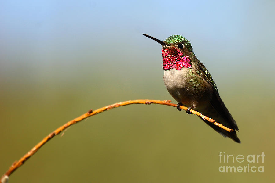 Broad-tailed Hummingbird Bending A Willow Low #1 Photograph by Max Allen
