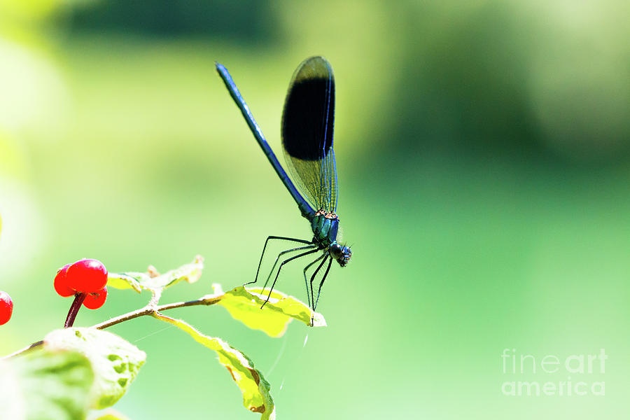 Broad-winged Damselfly, Dragonfly #1 Photograph by Amanda Mohler