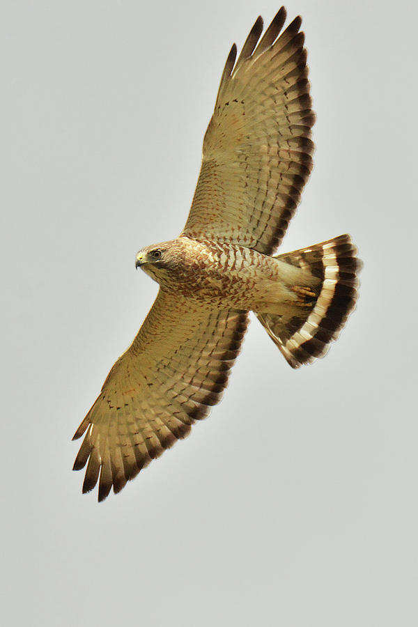 Broad-winged Hawk #1 Photograph by Alan Lenk