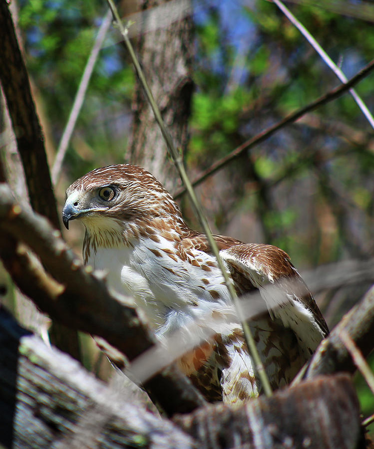 Broad-winged Hawk #1 Photograph by SC Shank