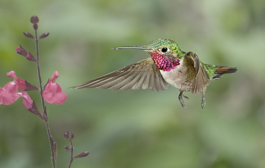 Broadtail Hummingbird and Salvia #1 Photograph by Gregory Scott