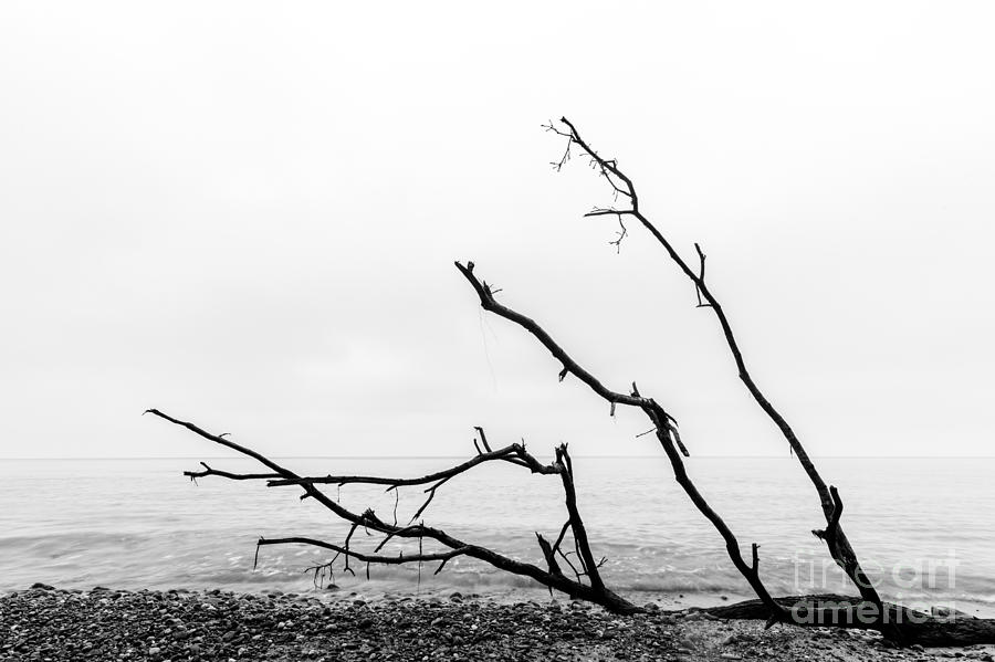 Nature Photograph - Broken tree branches on the beach after storm #1 by Michal Bednarek