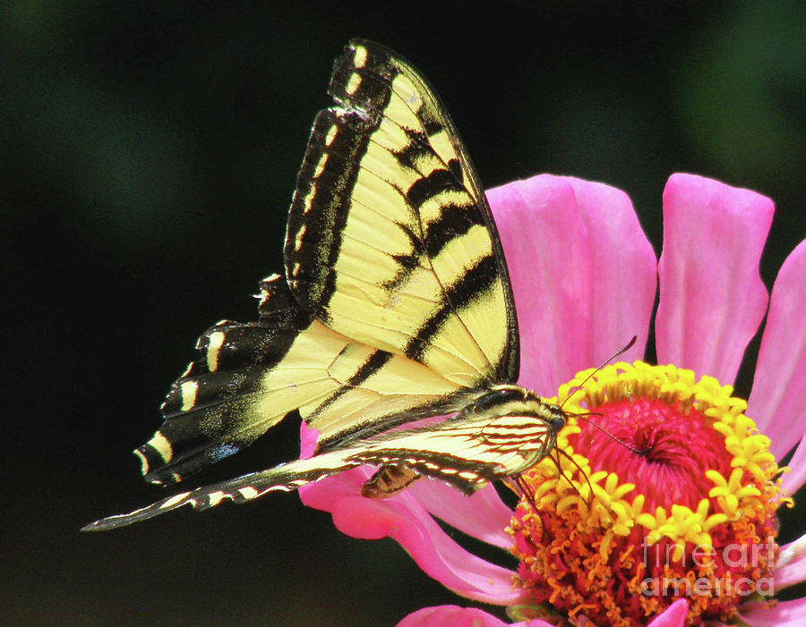 Broken Winged Butterfly Photograph by Debby Pueschel
