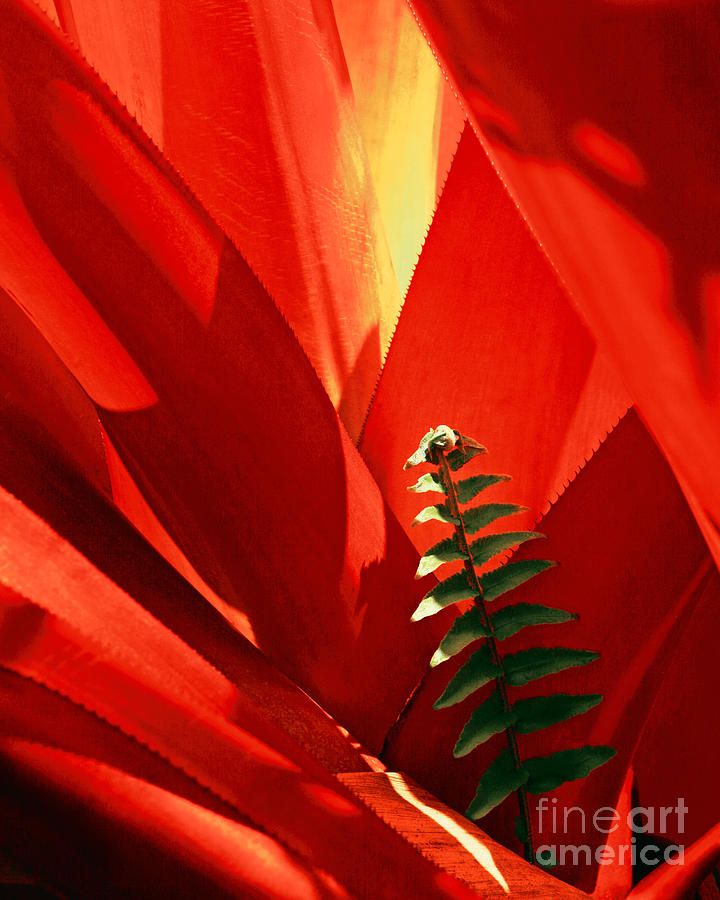 Bromeliad Spiney Leaves #1 Photograph by Frank Wicker