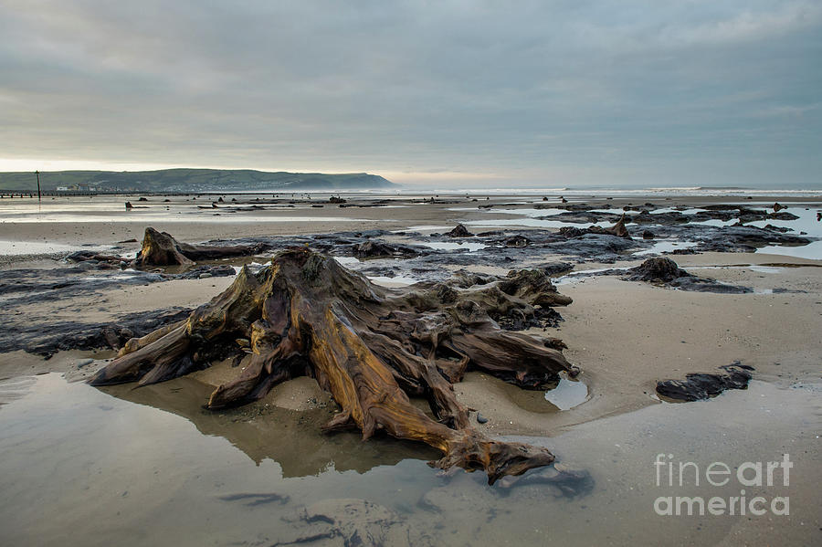 Bronze Age sunken forest at Borth on the West Wales Coast UK Photograph ...