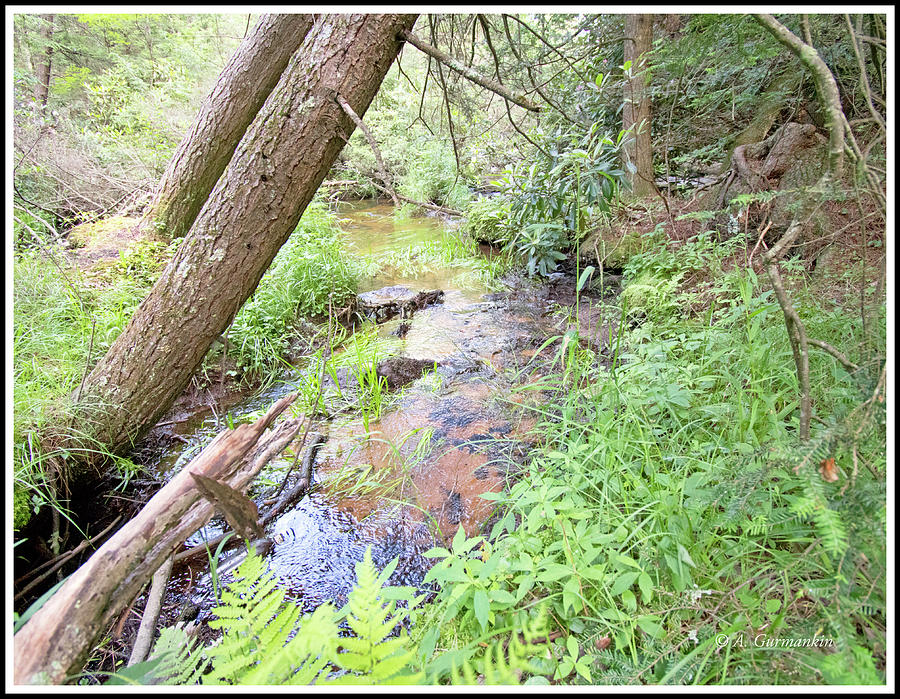  Brook in Deep Woods, Pocono Mountains, Pennylvania #1 Photograph by A Macarthur Gurmankin