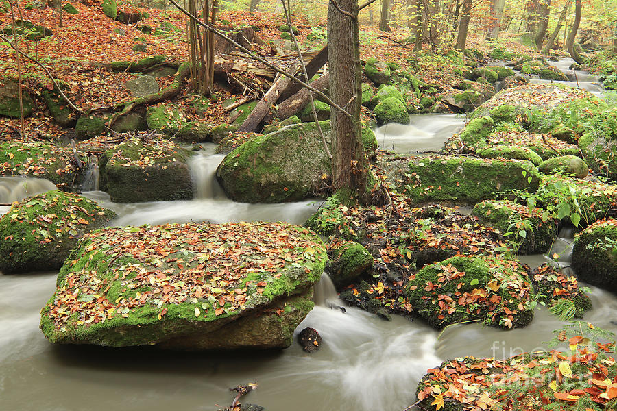 Brook in the autumn forest #1 Photograph by Michal Boubin