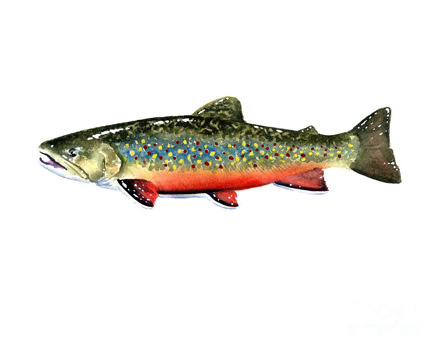 Trout Painting - Brook Trout #1 by David Rogers