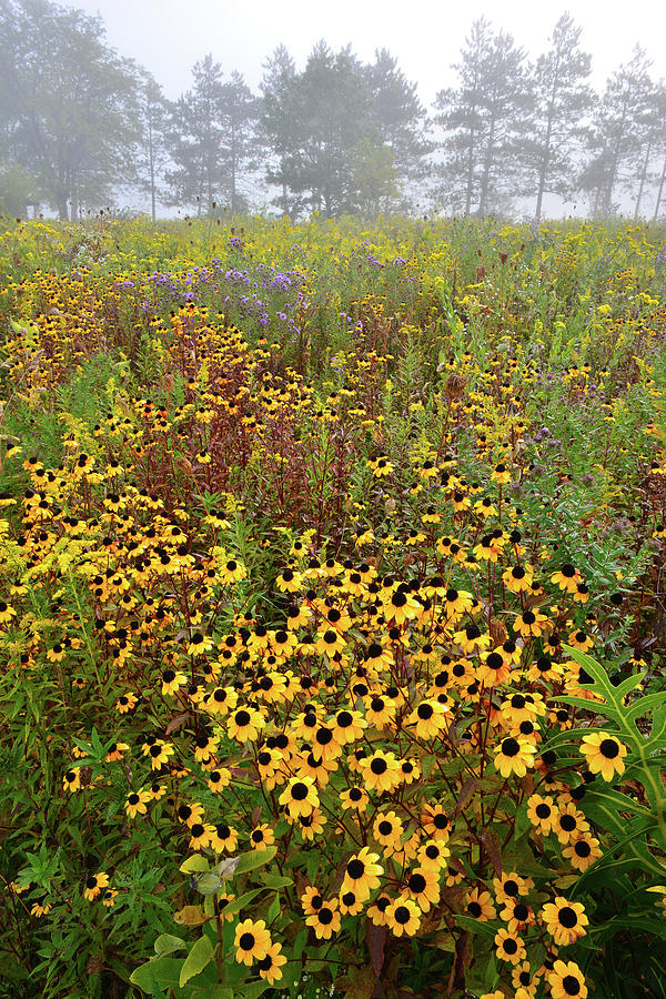 Brookdale Black-Eyed Susans #1 Photograph by Ray Mathis