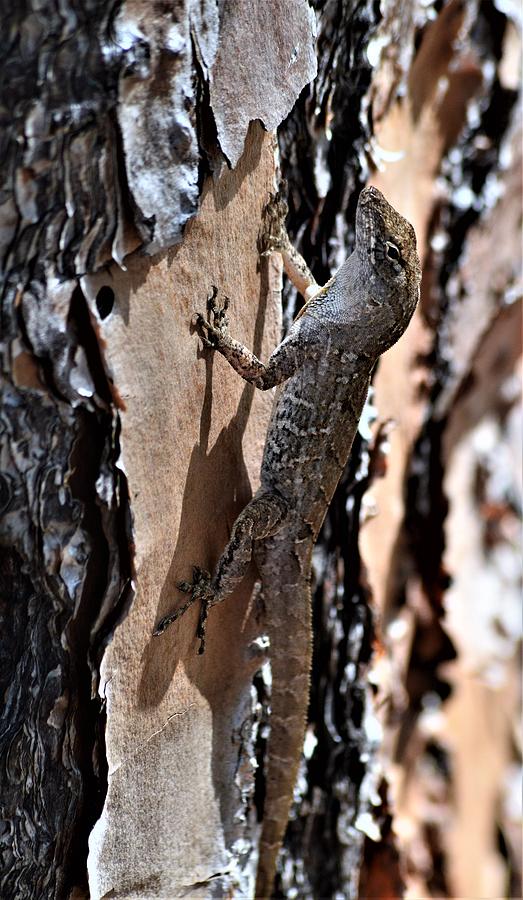Brown Anole #1 Photograph by Warren Thompson