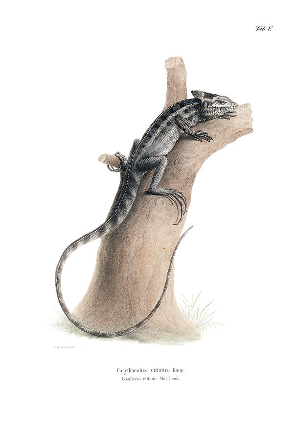 Brown Basilisk, Basiliscus vittatus #1 Drawing by Friedrich August Schmidt