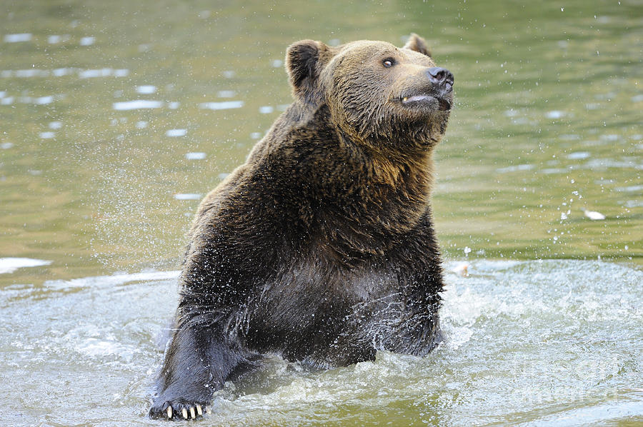 https://images.fineartamerica.com/images/artworkimages/mediumlarge/1/1-brown-bear-bathing-david--micha-sheldon.jpg