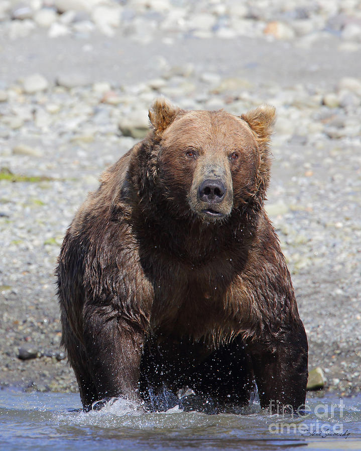 Brown Bear #1 Photograph by Steve Javorsky